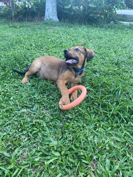 Brieg, Mâle, X Berger, né le 05/07/2026 🐶