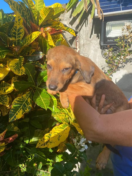 Brieg, Mâle, X Berger, né le 05/07/2026 🐶