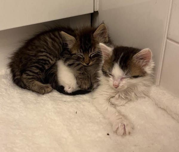 VELOURIA ET FICELLE À ADOPTER ENSEMBLE