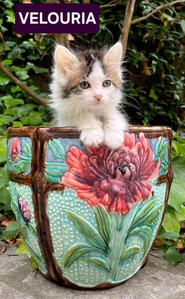 VELOURIA ET FICELLE À ADOPTER ENSEMBLE