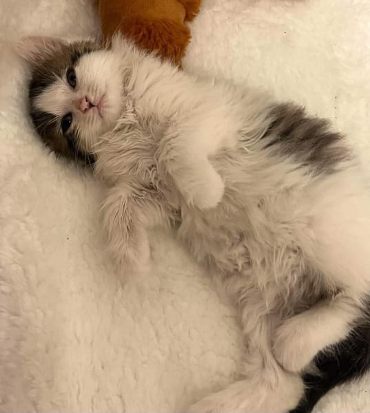 VELOURIA ET FICELLE À ADOPTER ENSEMBLE