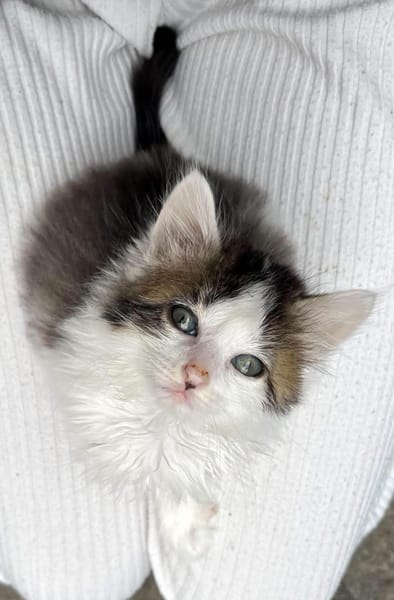 VELOURIA ET FICELLE À ADOPTER ENSEMBLE