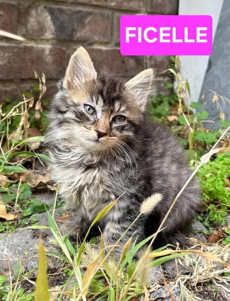 VELOURIA ET FICELLE À ADOPTER ENSEMBLE