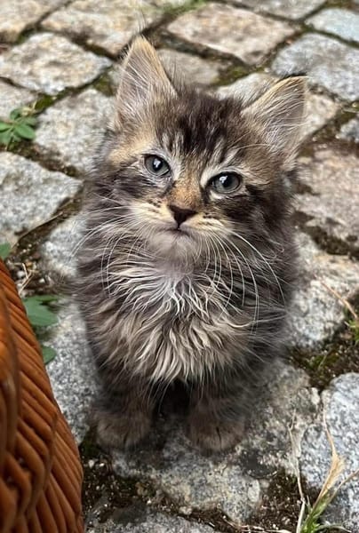 VELOURIA ET FICELLE À ADOPTER ENSEMBLE