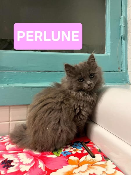NUAGE ET PERLUNE À ADOPTER ENSEMBLE