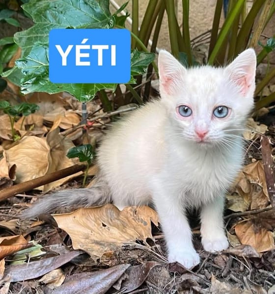 ÉCLAIR ET YÉTI A ADOPTER ENSEMBLE