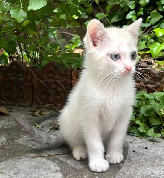 ÉCLAIR ET YÉTI A ADOPTER ENSEMBLE