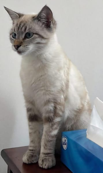 FIONNULA À ADOPTER EN DUO OU AVEC UN CHAT DÉJÀ CHEZ VOUS