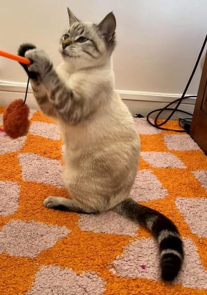 FIONNULA À ADOPTER EN DUO OU AVEC UN CHAT DÉJÀ CHEZ VOUS