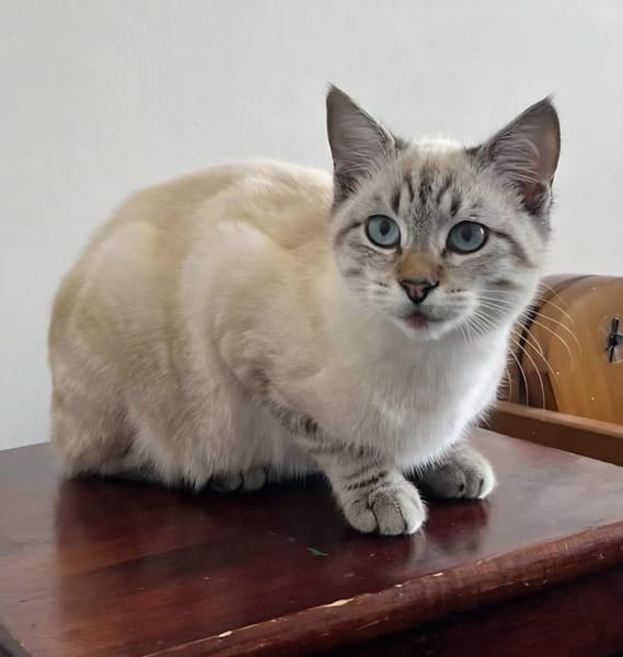 FIONNULA À ADOPTER EN DUO OU AVEC UN CHAT DÉJÀ CHEZ VOUS