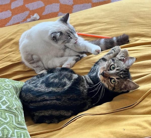FIONNULA À ADOPTER EN DUO OU AVEC UN CHAT DÉJÀ CHEZ VOUS