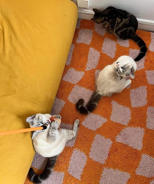 FIONNULA À ADOPTER EN DUO OU AVEC UN CHAT DÉJÀ CHEZ VOUS