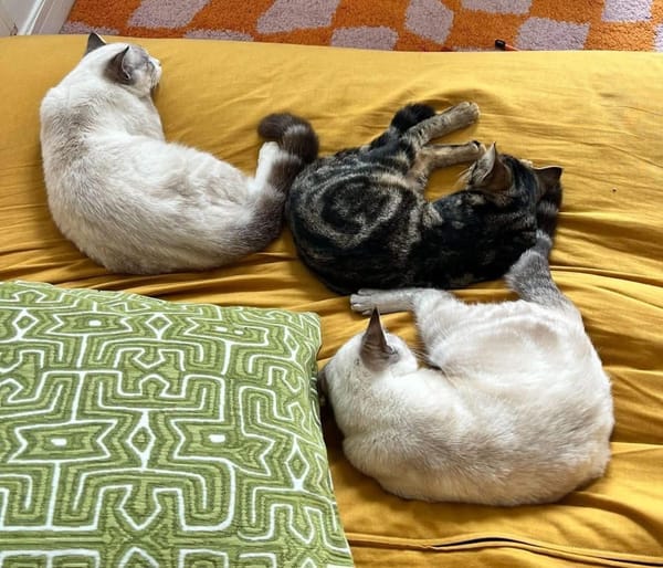 FIONNULA À ADOPTER EN DUO OU AVEC UN CHAT DÉJÀ CHEZ VOUS