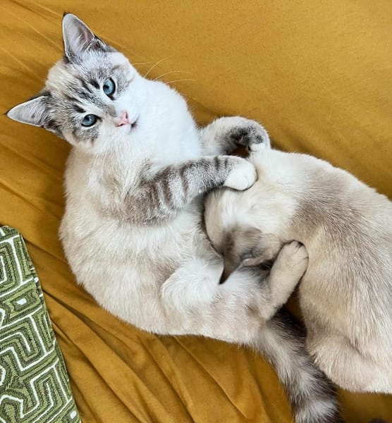 ABYSSE À ADOPTER EN DUO OU SEUL SI DÉJÀ UN CHAT PRÉSENT CHEZ VOUS