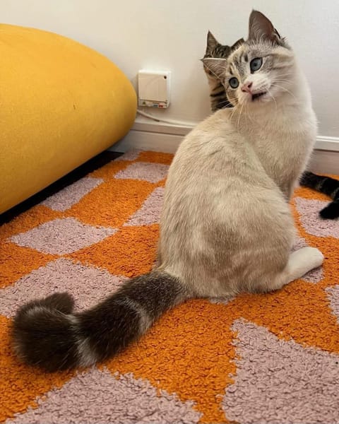 ABYSSE À ADOPTER EN DUO OU SEUL SI DÉJÀ UN CHAT PRÉSENT CHEZ VOUS