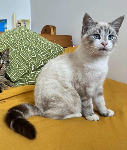 ABYSSE À ADOPTER EN DUO OU SEUL SI DÉJÀ UN CHAT PRÉSENT CHEZ VOUS