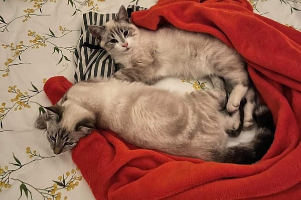 ABYSSE À ADOPTER EN DUO OU SEUL SI DÉJÀ UN CHAT PRÉSENT CHEZ VOUS