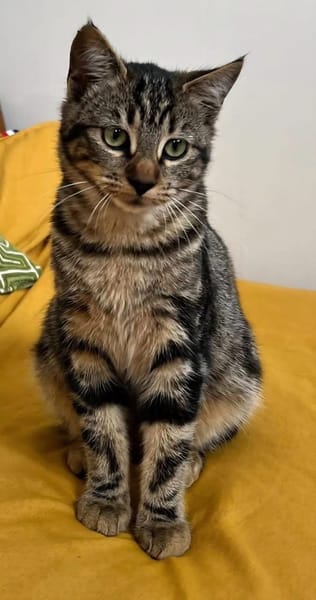 VALENCIA À ADOPTER EN DUO OU SEULE SI DÉJÀ UN CHAT PRÉSENT CHEZ VOUS