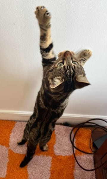 VALENCIA À ADOPTER EN DUO OU SEULE SI DÉJÀ UN CHAT PRÉSENT CHEZ VOUS
