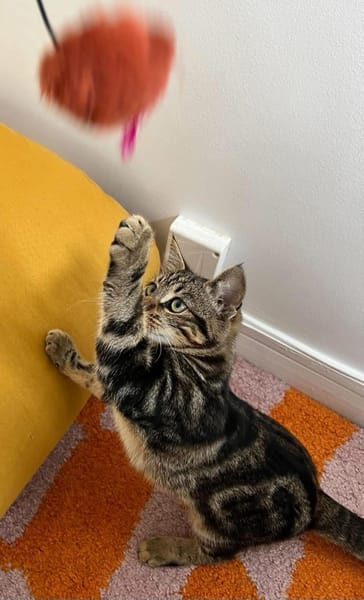 VALENCIA À ADOPTER EN DUO OU SEULE SI DÉJÀ UN CHAT PRÉSENT CHEZ VOUS