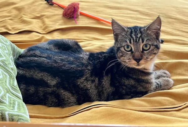 VALENCIA À ADOPTER EN DUO OU SEULE SI DÉJÀ UN CHAT PRÉSENT CHEZ VOUS