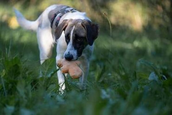 Verspielte TONIA sucht ein liebevolles Zuhause 🐾❤