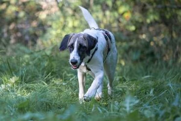 Verspielte TONIA sucht ein liebevolles Zuhause 🐾❤