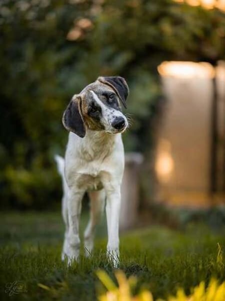 Verspielte TONIA sucht ein liebevolles Zuhause 🐾❤