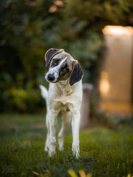 Verspielte TONIA sucht ein liebevolles Zuhause 🐾❤