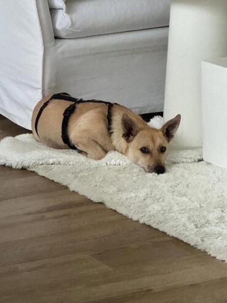 Barry - ein kleiner Kuschelkönig sucht sein Für-immer-Zuhaus