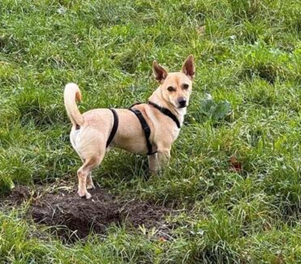 Barry - ein kleiner Kuschelkönig sucht sein Für-immer-Zuhaus
