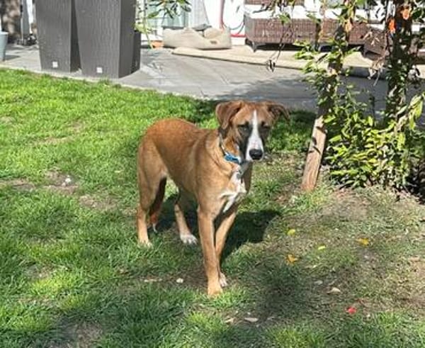 Welpenbub TIMMY  sucht sein Für-immer-Zuhause