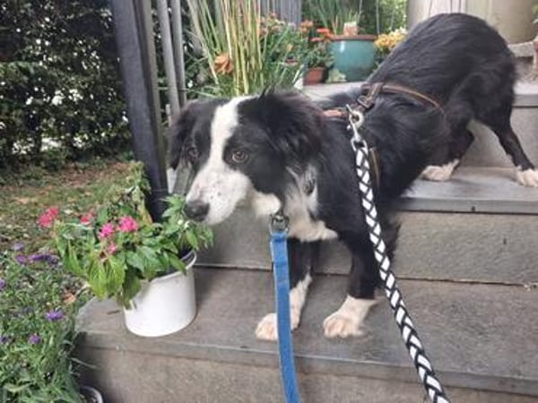 Alvie ,kleine Zuckerschnute