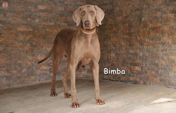 BIMBA