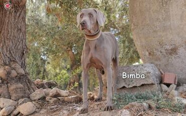 BIMBA