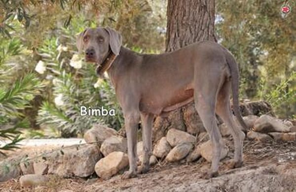 BIMBA
