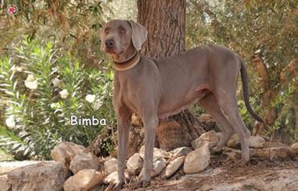 BIMBA