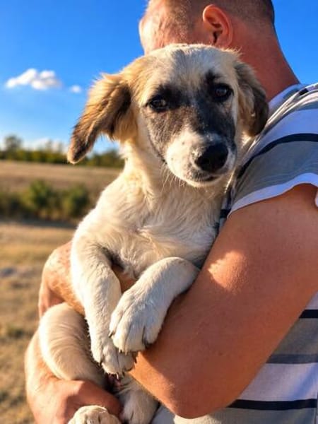 Nola - kleines Hundemädchen sucht ihre Familie