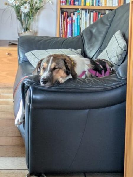 Freya - die anspruchsvolle Hündin für Aktive