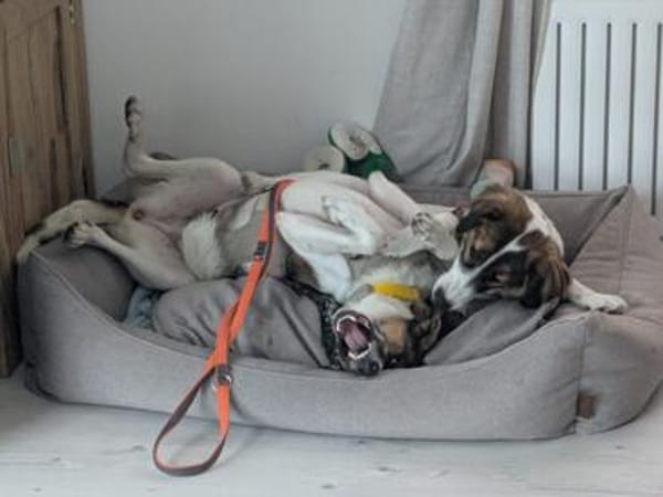 Freya - die anspruchsvolle Hündin für Aktive
