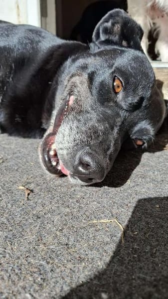Blacky  - sooo liebevoll