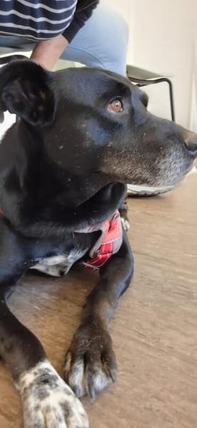Blacky  - sooo liebevoll