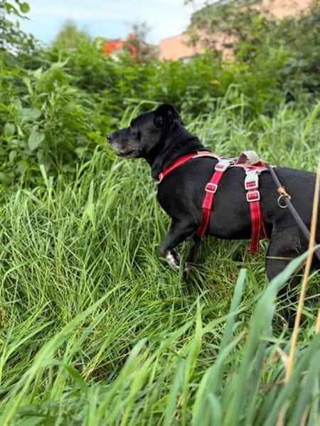 Blacky  - sooo liebevoll