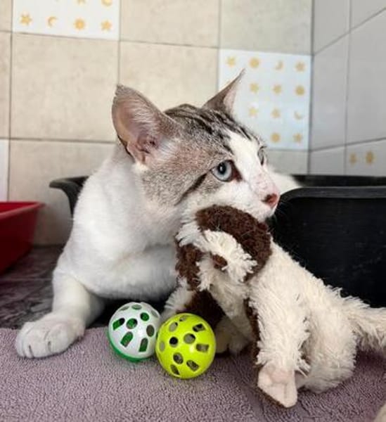 Lieber, sanfter Kater Pampam