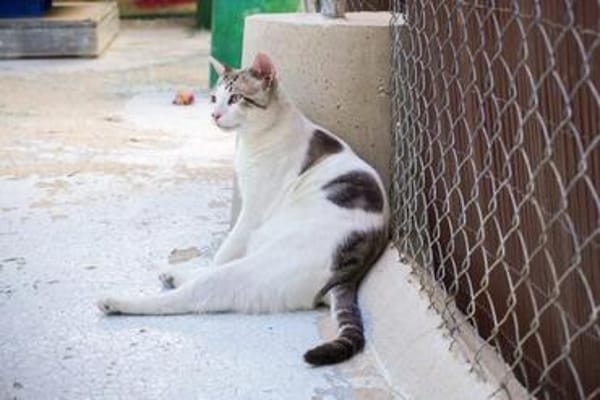 Lieber, sanfter Kater Pampam