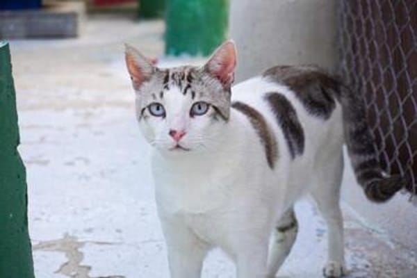 Lieber, sanfter Kater Pampam