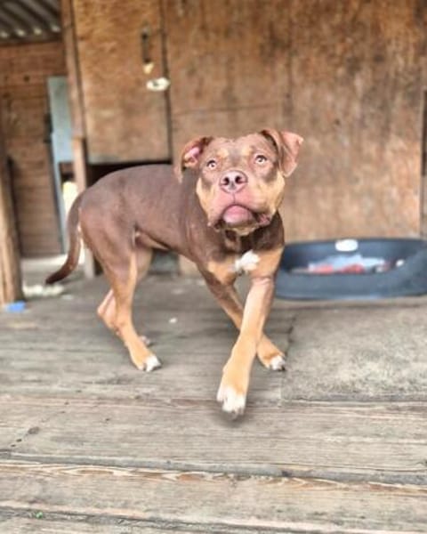 Coco