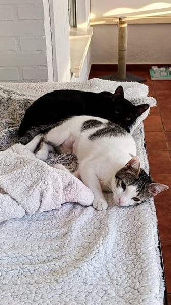 Soziale Katzengeschwister Merlin und Miel