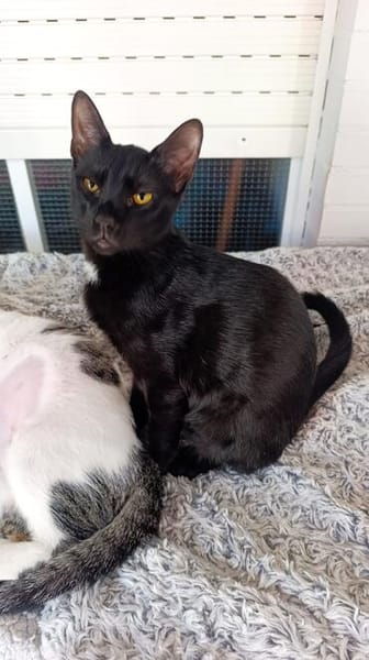 Soziale Katzengeschwister Merlin und Miel