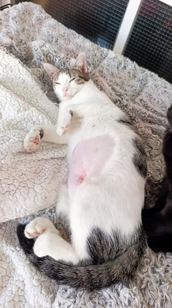 Soziale Katzengeschwister Merlin und Miel